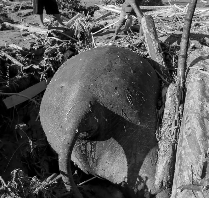 
 Bangkai Gajah Sumatera Ditemukan Tertimbun Kayu dan Lumpur di Pidie Jaya