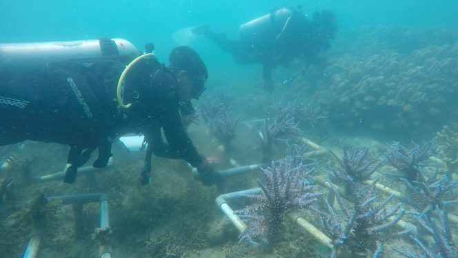
					Tim IPC TPK bersama Lampung Underwater Community sedang melakukan perawatan terumbu karang.