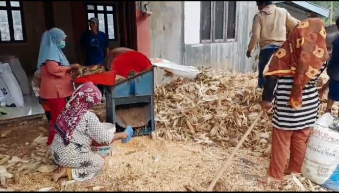 
					Petani Linung Bulen Satu Aceh Tengah Terdampak Longsor, Hasil Panen Jagung Turun Drastis