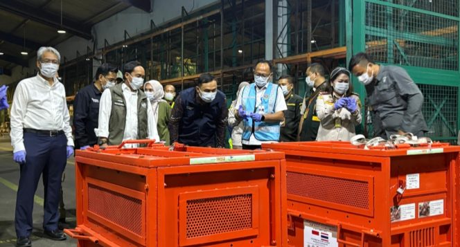 
 Garuda Indonesia Fasilitasi Repatriasi 4 Orang Utan dari Thailand