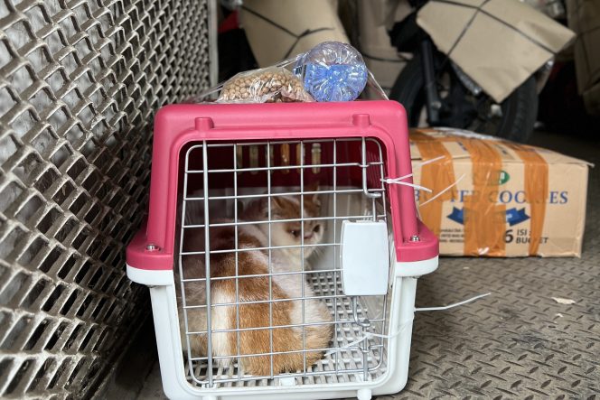 
					Pengiriman Hewan Peliharaan melalui KAI Logistik 