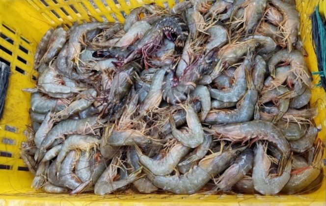 
 Kementerian-KP Kirim 1.852 Kontainer Udang Bersertifikat Bebas Cesium ke AS dalam Tiga Bulan