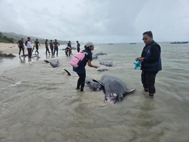
 34 Paus Pilot Diselamatkan dari Terdampar di Rote Ndao, 21 Ekor Ditemukan Mati