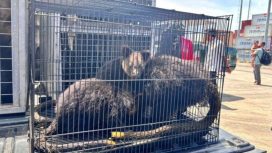 Salah satu hewan yang diselundupkan