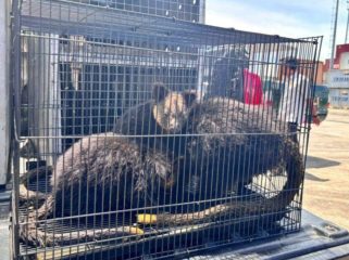 Salah satu hewan yang diselundupkan