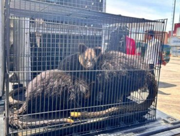 Salah satu hewan yang diselundupkan