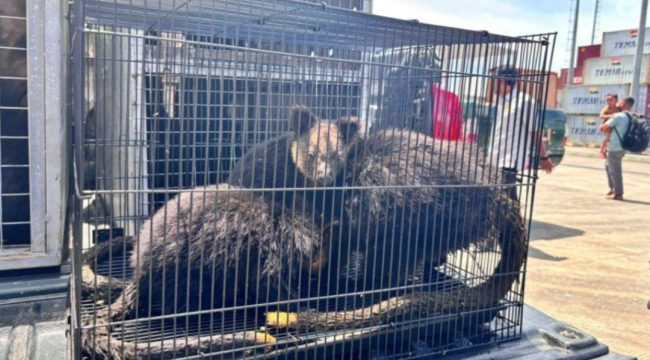 Salah satu hewan yang diselundupkan