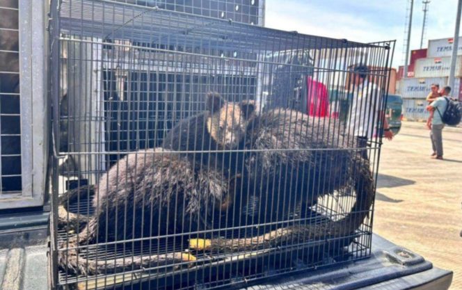 
 Salah satu hewan yang diselundupkan