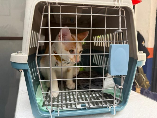 
 Mudik Bersama Hewan Peliharaan Kian Jadi Pilihan, KAI Logistik Catat 13.435 Pengiriman Hewan Peliharaan Selama Ramadan – IdulFitri