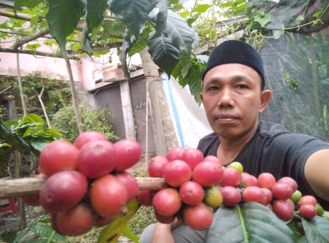 
 Panen Melimpah Pasca Bencana, Petani Kopi Gayo Kekurangan Buruh Petik