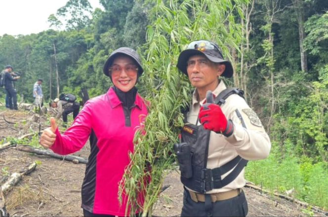 
 Kapolda Aceh Pimpin Langsung Pemusnahan 20 Hektare Ladang Ganja di Aceh Besar