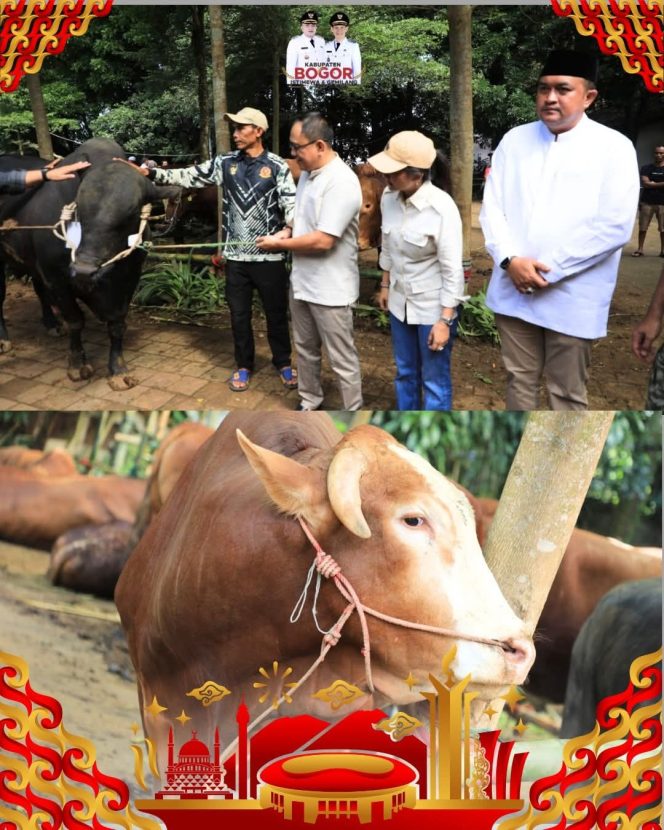 
 Presiden Prabowo Salurkan Sapi Kurban 1,2 Ton untuk Warga Kabupaten Bogor