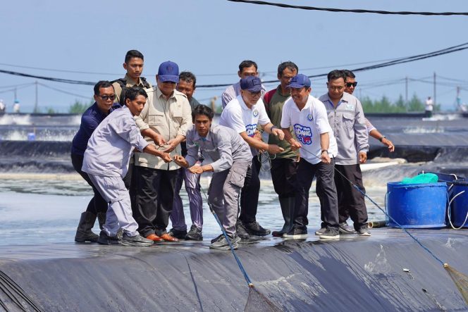 
 Prabowo Panen Raya Udang Vaname di BUBK Kebumen