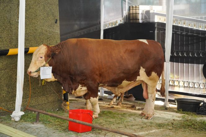 
 Menteri Trenggono Kurban 5 Sapi, Total Hewan Kurban di KKP Capai 14 Ekor