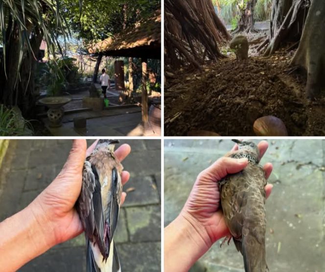 
 Catatan Iwan Piliang: Tekukur, Otterinoo, dan Kisah Akhir Pekan