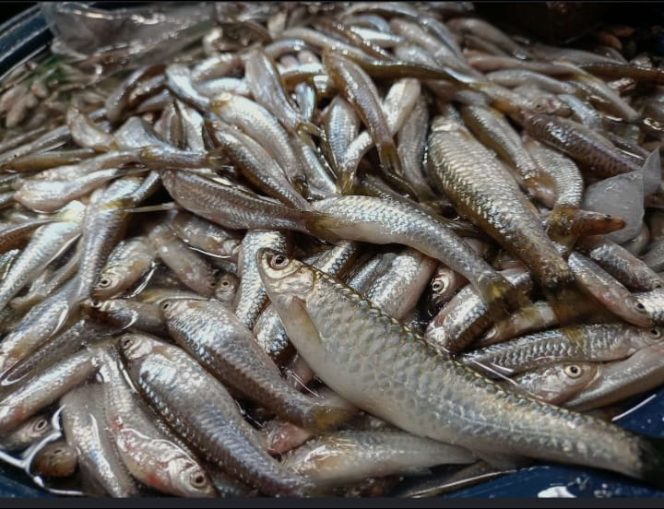 
 Ikan Depik, Kekayaan Endemik Danau Lut Tawar yang Terancam Punah