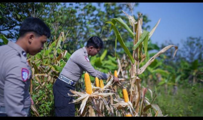 
 Dukung Ketahanan Pangan Nasional, Satlantas Polres Bogor Tanam Jagung di Lahan Produktif