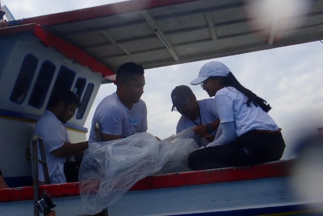 
 KKP Lepasliarkan 30 Hiu Penangkaran ke Kepulauan Seribu, Perkuat Konservasi Biota Laut