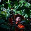 Kebun Kopi PTPN I