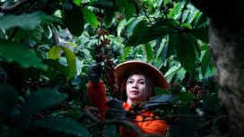 Kebun Kopi PTPN I