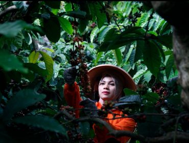 Kebun Kopi PTPN I