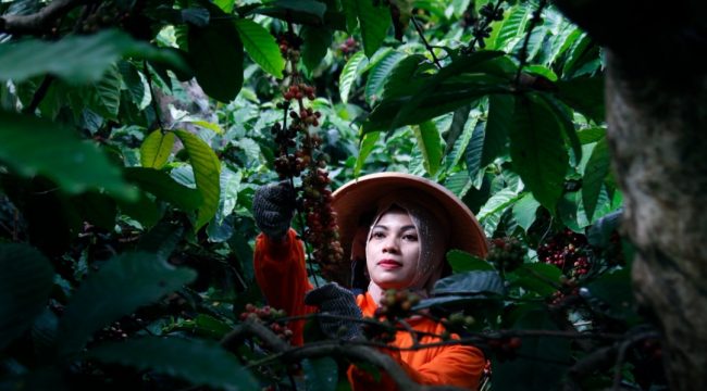 Kebun Kopi PTPN I