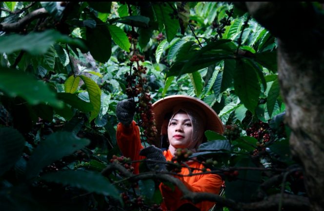 
 Kebun Kopi PTPN I