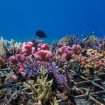 Terumbu karang di Pulau Hanita, NTT