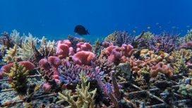 Terumbu karang di Pulau Hanita, NTT