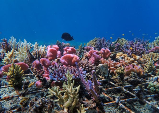
 Terumbu karang di Pulau Hanita, NTT