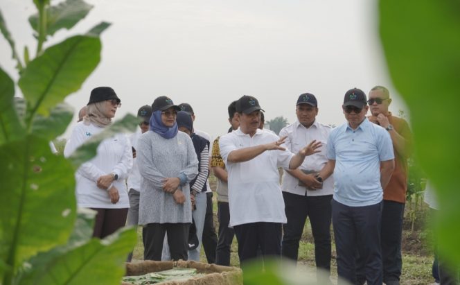 
 Peninjauan kebun Tembakau Deli, di Sumut