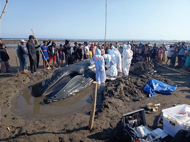 
 Paus Bungkuk Terdampar di Pantai Perancak Bali, KKP dan Tim Gabungan Lakukan Penanganan