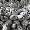 Proses pengolahan ikan tuna yang akan diekspor ke luar negeri. (Foto:Istimewa)