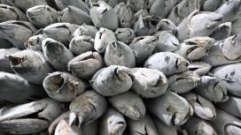 Proses pengolahan ikan tuna yang akan diekspor ke luar negeri. (Foto:Istimewa)