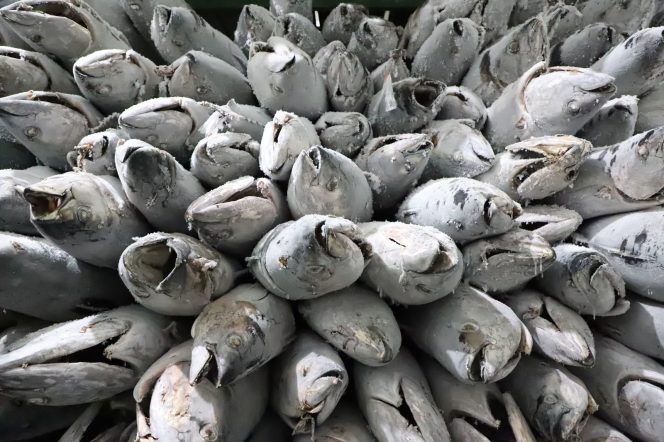 
 Proses pengolahan ikan tuna yang akan diekspor ke luar negeri. (Foto:Istimewa)