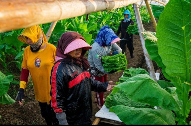 
 PTPN I Gandeng dan Jaga Lahan Warga untuk Tembakau di Jember