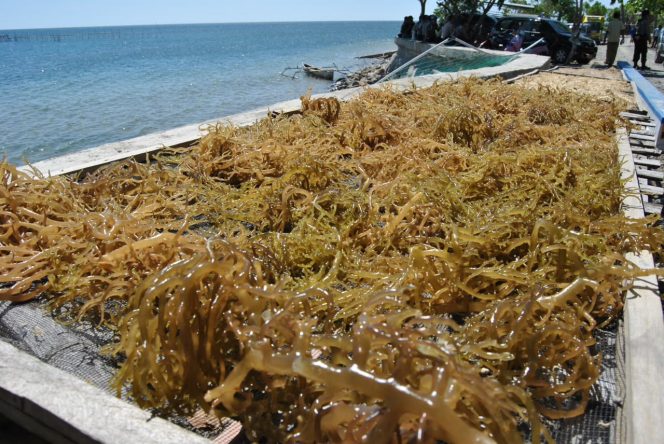 
 Rumput Laut dan Agar-agar Indonesia Bebas Tarif Tambahan AS, Peluang Pasar Ekspor Makin Terbuka