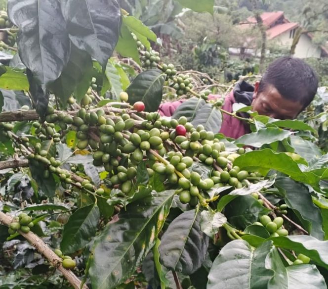 
 Kopi Gayo Aceh Masuk 5 Besar Biji Kopi Terbaik Dunia Versi TasteAtlas 2026
