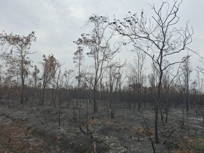 
 Karhutla dan Kabut Asap