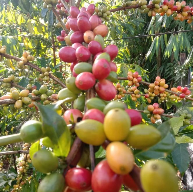
 Harga Kopi Gelondong Arabika Gayo Bervariasi, Tertinggi di Bener Meriah Capai Rp26 Ribu