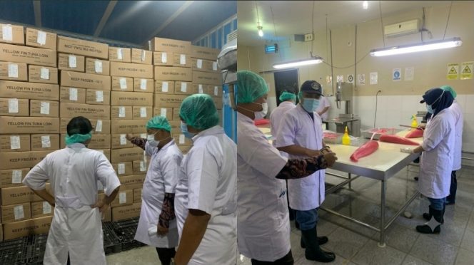 
 Tuna Sulawesi Tengah Makin Dilirik Pasar Global, Ekspor Tembus Puluhan Ton