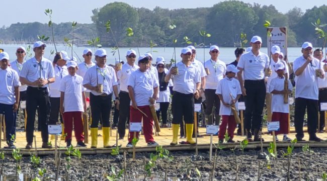 Penanaman Mangrove di Demak